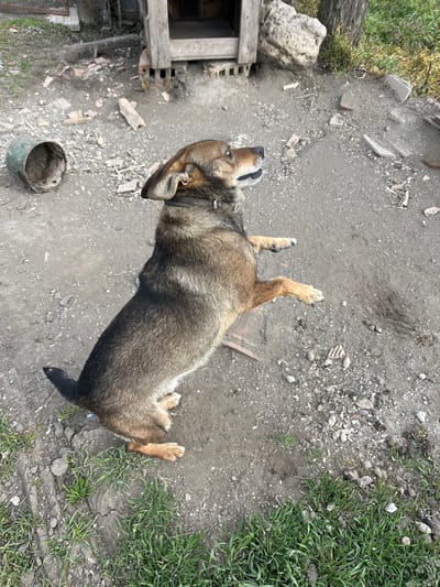 This scene is located in Sredkovets, Bulgaria. The image captures a medium-sized, mixed-breed dog, predominantly brown and black with tan or fawn markings and a dark collar, standing upright on its hind legs. Its front paws are raised, and its head is tilted slightly upward and to the right, with its mouth partially open. The dog occupies the central and lower-right portion of the frame. The ground is unpaved, consisting of packed dirt and loose soil, interspersed with scattered small rocks, fragments of broken tiles or concrete, and sparse patches of green grass along the bottom and left edges. In the upper-left background, an overturned, weathered green metal bucket lies on its side. Centered in the upper background is a rustic, dilapidated wooden structure resembling a dog house or shelter, constructed from rough timber. To its right, a large, light-colored boulder and the lower trunk of a tree are visible.