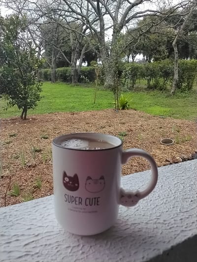 The image shows a white mug with a black rim filled with a light brown beverage, possibly coffee with milk, topped with foam. The mug is decorated with two cartoon cat faces and the text "SUPER CUTE" in black lettering. The handle of the mug is shaped like a cat's tail, and there is a small, three-dimensional cat face on the side of the handle. The mug sits on a textured white surface, likely a windowsill or railing.

Behind the mug, the scene transitions to an outdoor setting. The background features a grassy area with scattered mulch or wood chips in the foreground. Several trees, some bare-branched and others with foliage, are visible, suggesting it might be autumn or winter. A low, dense hedge forms a line behind the grassy area, with more trees beyond. The overall impression is a peaceful, outdoor environment.

The lighting suggests it is daytime, though the overcast sky indicates potentially cloudy weather. The location is identified as Laranjal Paulista, Brazil. No people are visible in the image, and the activity appears to be a moment of quiet enjoyment, likely a morning coffee break outdoors. The overall mood is calm and domestic.