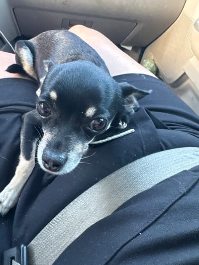 A black and tan Chihuahua is lying on its owner's lap inside a car. The dog's head is tilted upwards, and it is looking directly at the camera with large, dark eyes. Its ears are perked up, and its mouth is slightly open, revealing its tongue. The dog is wearing a light-colored collar with a small bell attached. The owner's legs are visible beneath the dog, wearing black pants. A grey seatbelt is also visible across the owner's lap. The background of the image shows the interior of the car, including a dashboard and part of a seat. The lighting suggests it is daytime. The location is not specified in the image or context.