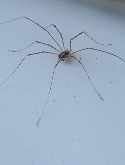 This is a close-up, eye-level, vertical shot of a harvestman spider. The spider is positioned in the center of the frame, with its long, thin legs splayed out in all directions. The body of the spider is small and oval-shaped, with a textured surface. The legs are segmented and appear to have a mottled brown and gray coloration. The spider is resting on a light-colored, textured surface, possibly a wall or a floor, with a slightly speckled appearance. The background is out of focus and appears to be a plain, light blue or gray. The lighting suggests it is daytime, with soft, diffused light. There are no people or other significant objects in the frame. The focus is entirely on the spider.