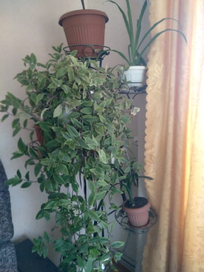 The image depicts an indoor scene focused on several potted plants. A light-colored curtain with a scalloped bottom edge and a subtle woven floral or leaf pattern hangs across the top of the frame. Below the curtain, against a light wall, are three plants in terracotta-colored pots, all supported by dark, ornate metal stands or hangers.
On the left, a plant with long, thin, arching green leaves, resembling a spider plant, is prominently displayed in a ribbed terracotta pot. In the center and extending to the right, a large, bushy plant with numerous small, oval-shaped green leaves, some exhibiting lighter variegation, cascades downwards. This plant's pot is mostly hidden by its dense foliage. Further to the right, another terracotta pot with a plant, largely obscured, rests within a similar metal stand.
The scene is lit by natural light, suggesting it is daytime. No people are present, and no specific activity is occurring. The lower right portion of the image shows a dark gray, textured fabric, likely part of a couch or other furniture. There is no visible text in the image. The location context for this media is Журавское сельское поселение, Ukraine.