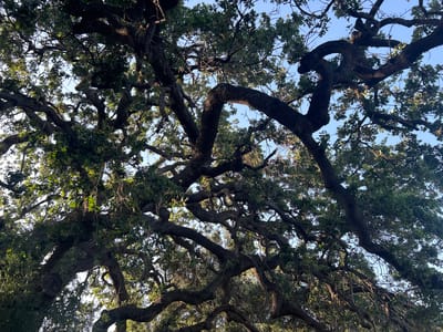 The image shows a dense network of tree branches and leaves against a backdrop of a blue sky. The branches are thick and gnarled, suggesting an old tree. The leaves are green, with some areas appearing darker due to shadows. The image appears to be taken from a low angle, looking up into the canopy of the tree.
The location is Oak Park, United States of America, which is implied by the instructions. There are no people visible. The subject is a tree or trees. There are no specific objects to describe beyond the tree components. The action is the tree growing, and there are no visible interactions. The environment is a clear sky with sunlight filtering through the tree canopy.