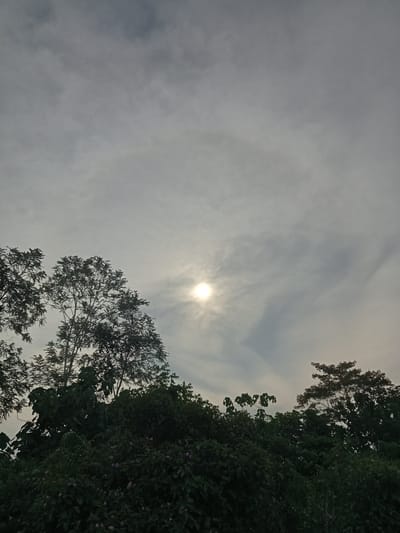 The image captures a view of the sky with trees silhouetted against it. The sun is visible in the upper center of the frame, partially obscured by clouds, which are thin and wispy. The trees in the foreground are dense and dark green, with some lighter green foliage and small purple flowers interspersed within the lower sections. The overall impression is of a natural setting with the sun peeking through a cloudy sky. The location is identified as Teluk Kenidai, Indonesia. There are no people or specific actions depicted in the image.