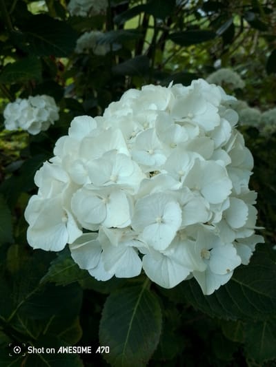 A close-up, eye-level shot features a large cluster of white hydrangeas in the foreground, with their petals detailed and slightly blurred. To the left, a smaller cluster of hydrangeas is visible, also white. The background consists of dark green leaves and some blurred foliage, suggesting a garden or natural setting. The lighting is soft, highlighting the delicate texture of the flowers. In the bottom left corner, a watermark reads "Shot on AWESOME A70". The image was taken in Lohmar, Germany.