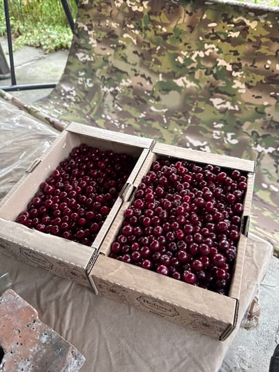 Two cardboard boxes filled with dark red cherries are positioned on a light brown textured fabric. The boxes are placed side-by-side. The box on the left is slightly further back than the box on the right. The fabric is draped over a surface, and a camouflage pattern is visible in the background, suggesting an outdoor setting. In the lower left corner, a piece of reddish-brown brick or tile is visible. The scene appears to be in the city of Novo-İavlenka, Kazakhstan. There are no people present in the image.