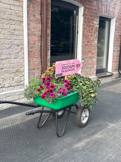 A green wheelbarrow filled with vibrant pink and purple petunias, along with lush green foliage, is parked on a grey, textured surface. Above the wheelbarrow, a pink sign with a zig-zag pattern points to the right and reads "ЗООПАРК НА БАЛКОНЕ" (Zoo on the Balcony) and "строение 2, 2 этаж" (building 2, 2nd floor). To the right of the wheelbarrow is a modern brick building with large glass windows and doors. The overall scene suggests an outdoor urban setting, possibly a commercial area or an artistic space. The location is Zhabkino, Russia.