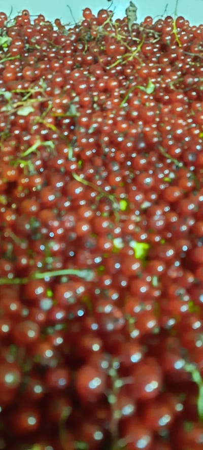 A close-up, slightly out-of-focus shot shows a large quantity of fresh red currants. The berries are clustered together on their stems, with some green leaves visible. The currants are a vibrant red color and appear plump and ripe. The lighting creates bright highlights on the surface of the berries, adding to their glossy appearance. The image is dominated by the rich red hues of the fruit. The location is identified as Borogontsy, Russia.