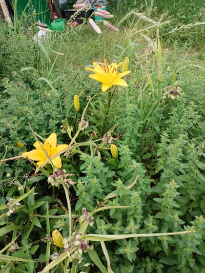 This is a medium-angle, portrait-orientation photograph taken outdoors in what appears to be a garden or natural area. The primary subjects are two vibrant yellow lilies in full bloom, their petals unfurled and showcasing delicate orange stamens. Surrounding the lilies is a dense growth of green foliage, with smaller, less prominent plants featuring clusters of buds that are in various stages of development, some tinged with purple. Tall, thin blades of grass are scattered throughout the scene, adding texture and depth.

In the background, hints of human activity are visible. A bright green watering can rests amongst the greenery, suggesting a cultivated space. There are also glimpses of what might be garden tools or structures, further reinforcing the idea of a garden setting. The lighting suggests it is daytime, likely with overcast conditions given the soft shadows and diffused light. The overall impression is one of lush, natural growth and peaceful outdoor scenery. The location context provided is Barysaw, Belarus. There is no visible text in the image.