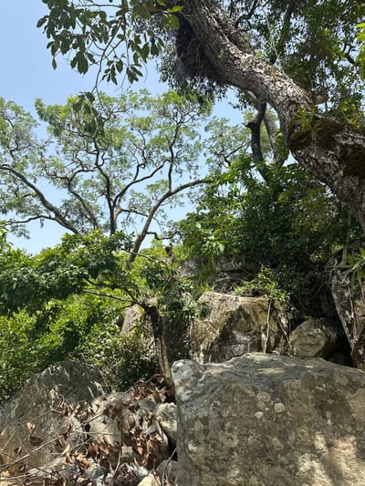 The image depicts a rocky, forested area with large boulders and lush green vegetation under a clear sky. The foliage is dense, with several trees visible, some with gnarled branches reaching upwards. The rocks appear weathered and mossy in places. The scene suggests a natural, undeveloped environment. There are no people or man-made objects clearly visible in the image, indicating a remote or wild setting. The overall impression is one of a natural landscape, likely in a tropical or subtropical region given the vibrant greenery. The location in Fobur, Nigeria, suggests this could be a scene from a rural or natural park area within that region.
