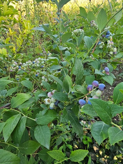 In Gladkovskaya, Russia, a close-up, eye-level shot captures a lush blueberry bush laden with ripe and ripening berries. The berries exhibit a range of colors, from pale green and pinkish hues to deep blues and purples, indicating varying stages of maturity. They grow in clusters on the plant's branches, surrounded by vibrant green leaves. Some leaves show signs of minor wear, with a few speckles of dirt or water droplets visible, suggesting recent moisture. The background is a soft blur of more greenery and dappled sunlight, with hints of dry soil and other vegetation, creating a natural outdoor setting. No people are present in the frame.