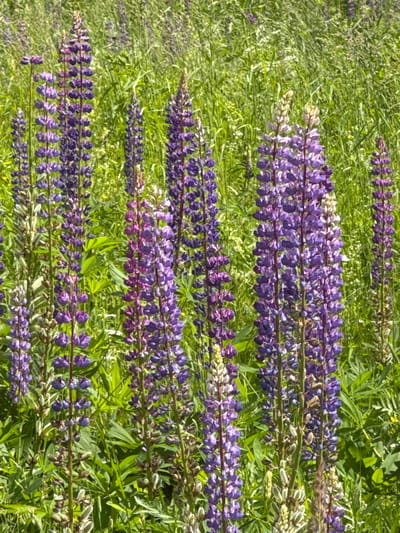 The image displays a close-up view of a field of lupine flowers in bloom. The flowers are predominantly a vibrant purple, with some variations in shade including pink and white. They grow in tall, dense spikes, with individual florets clustered tightly together. The background is filled with lush green grass and other foliage, suggesting a natural, outdoor setting. The lighting indicates it is daytime, with sunlight illuminating the scene. There are no people or man-made structures visible in the image. The image does not provide any specific information to determine its exact location within the city of Chelva, Russia.