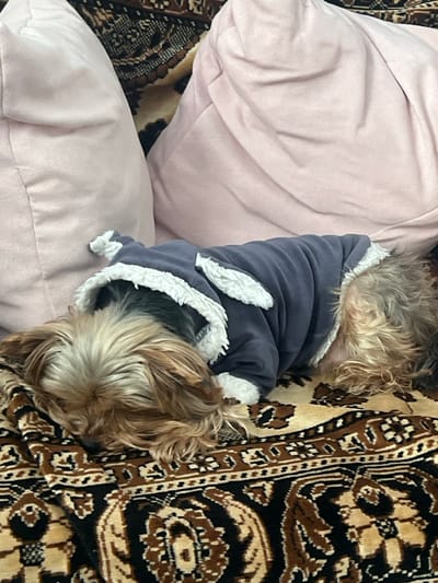A small, bi-colored domestic canine, resembling a Yorkshire Terrier, is depicted lying prone and resting on a patterned textile surface. The dog wears a dark blue hooded garment featuring white fleece lining and two upright ear-like protrusions on the hood. The textile beneath the dog is a blanket or rug displaying an intricate pattern in shades of brown, black, and beige. Behind the dog, two large, light pink cushions or pillows are positioned upright. The scene is located in an indoor setting within the city of Пугачёво, Russia. No other individuals or direct interactions are visible.