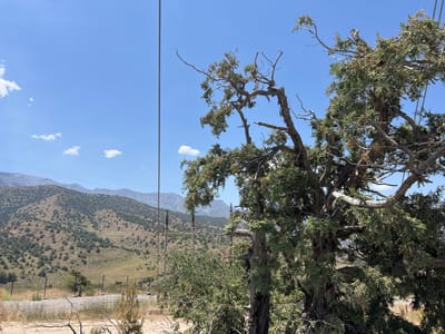 The image depicts a dry, mountainous landscape under a clear blue sky with sparse white clouds. In the foreground, a large, gnarled juniper tree with sparse green foliage and dead branches dominates the right side of the frame. A thin black wire runs vertically from the top left corner, partially obscuring the sky. The middle ground features a rolling hillside covered in low-lying green shrubs and scattered trees, with a fence line visible in the lower section. The background consists of layered mountain ranges, appearing hazy in the distance. Utility poles and wires are also present, suggesting human infrastructure in this natural environment. The scene is dry and arid, indicative of a warm climate. The location is identified as the city of Dardar, Uzbekistan, though no specific landmarks within the city are immediately apparent. There are no people or animals visible in the image.