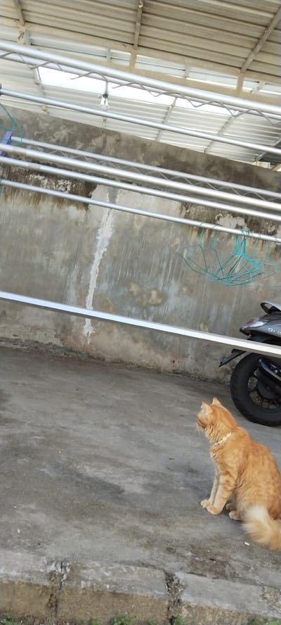 An orange cat wearing a white collar sits on a concrete surface, looking to the right. The cat is in the foreground, with a motorcycle parked to its right. Behind the cat is a concrete wall with a metal structure overhead, possibly a roof or awning. Blue clothes hangers are hanging from one of the metal bars. The scene appears to be an outdoor area in Duman, Indonesia, likely a backyard or alleyway. The lighting suggests it is daytime.