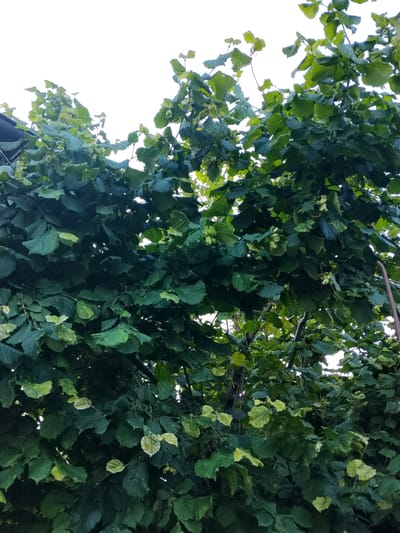 The image shows a close-up view of a hazelnut tree's branches, leaves, and developing nuts. The foliage is dense and predominantly green, with some lighter, yellowish-green leaves interspersed, suggesting either new growth or a slight variation in health or light exposure. Several small, green hazelnuts are visible, enclosed in their husks. The background is a bright, overcast sky, indicating daytime but with diffused light. A dark, curved object, possibly part of a roof or structure, is visible in the upper left corner. A thin, reddish-brown pole or branch extends diagonally from the right side of the frame. The scene appears to be a natural outdoor setting, likely a garden or orchard, given the presence of fruit-bearing trees. The focus is on the natural elements of the tree, suggesting a moment of observation or appreciation of the growing season. There is no visible text in the image.