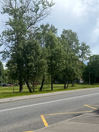 The image depicts a street scene in Yakovlevskoye, Russia, on a cloudy day. A paved road occupies the foreground, with a white line marking the lane division and yellow diagonal lines indicating a no-parking zone. To the left of the road is a sidewalk and a strip of green grass, beyond which are several trees with dense green foliage. In the background, parked cars are visible on the grass, and a building with a light-colored facade can be seen behind the trees. The sky is overcast with gray clouds.