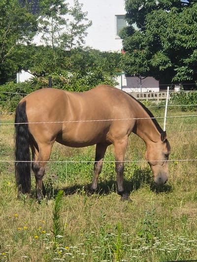 A brown horse with a black mane and tail is grazing in a grassy field. The horse is facing to the right, with its head lowered to the ground. A white fence with horizontal wires is in the foreground, separating the horse from the viewer. In the background, there are trees and a white building with a window. The scene appears to be in a rural or suburban area. The location is Hechtel, Belgium.