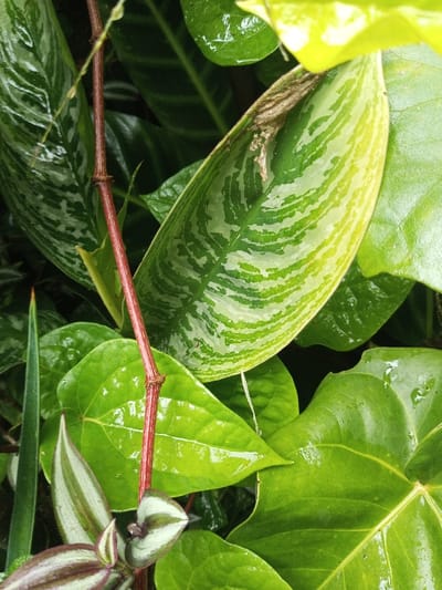 A close-up captures a vibrant cluster of wet, green foliage. A central, ovate leaf displays a unique pattern of wavy, muted green stripes. A reddish-brown stem with occasional nodules weaves through the leaves. To the left, a striped plant with purple and silver hues contrasts with the predominantly green backdrop. The leaves exhibit a glossy sheen, indicative of recent rain.
