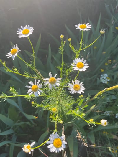 This media file is a close-up, natural light photograph of wild chamomile flowers in bloom. The subjects are several white daisies with yellow centers, scattered across the frame. Their delicate white petals are tinged with sunlight, and their green, feathery stems and leaves form a lush backdrop. Some of the flowers are fully open, while others are in bud or beginning to wilt. Small yellow and white wildflowers are visible in the background, adding to the natural, untamed aesthetic.
The scene appears to be an outdoor setting, likely a field or meadow. The soft, golden light suggests it is either early morning or late afternoon, casting a warm glow on the flowers. The overall mood is peaceful and serene, evoking the beauty of nature. The location context is Bilenke, Ukraine, which implies a rural or natural landscape typical of the region. There is no visible text in the image.