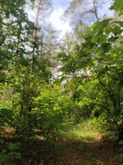The image depicts a sun-dappled forest path within the Скідзельскі сельскі Савет in Belarus. Lush green foliage, primarily deciduous trees and undergrowth, dominates the scene. Sunlight filters through the canopy, creating bright patches on the leaf-strewn ground and illuminating sections of the path. The path appears to be a natural trail, winding through the dense vegetation. The overall impression is one of a serene and natural woodland environment. No people or specific objects are identifiable due to the soft focus of the image.