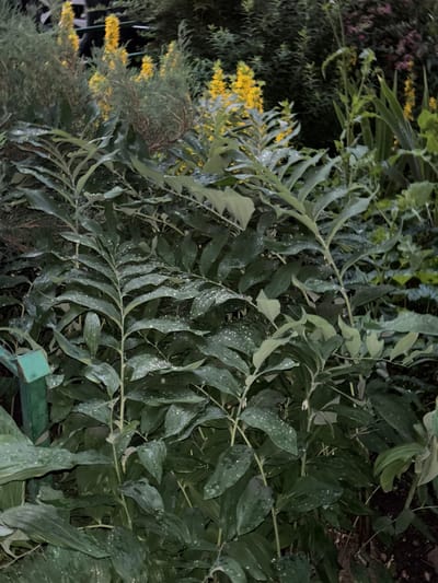 The image depicts a close-up view of lush green foliage, likely in a garden or natural setting. The leaves are broad and have a slightly waxy appearance, with numerous small water droplets scattered across their surfaces, suggesting recent rain or watering. In the background, out-of-focus elements include tall, spiky yellow flowers and darker green shrubs, creating a layered effect. The overall lighting is dim, with a focus on the textures and forms of the plants in the foreground. No people, animals, or specific landmarks are visible. The scene is a detailed shot of plant life in a natural environment, with no indications of human activity or specific urban features.