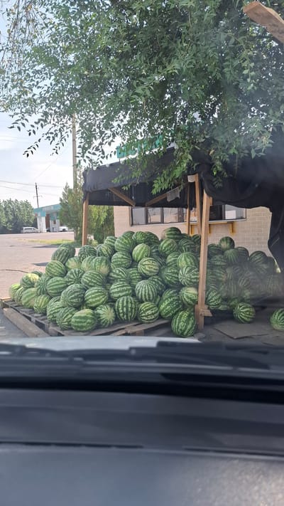 An outdoor market stall in Қасымбек датқа, Kazakhstan, displays a large pile of watermelons. The watermelons are stacked on wooden pallets and extend into the foreground, with some individual fruits also placed on the ground. A canopy, made of black fabric stretched over wooden beams, shades the stall. Green foliage from an overhanging tree drapes across the top of the scene. In the background, a brick building with windows is visible, and beyond that, trees and a power pole. Further in the distance, a gas station with the text "ENERGY OIL" can be seen. The image appears to be taken from inside a vehicle, as the lower portion of the frame shows a car's dashboard and windshield wipers. There are no people or animals visible in the image.