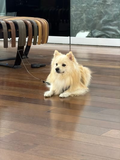 A tan Pomeranian dog lies on a wooden floor next to a curved, slatted chair. The dog is attached to a thin leash that extends to a black object near the chair's base. The background includes a dark, reflective surface, possibly a window or glass panel, situated near a wall. The location is Spreitenbach, Switzerland.
