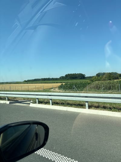 The image shows a view from inside a vehicle on a clear, sunny day. The foreground features the asphalt road and a portion of the driver's side mirror, reflecting the sky and part of the car's interior. A silver guardrail separates the road from a grassy verge. Beyond the verge, agricultural fields are visible. The fields appear to be cultivated with two distinct crops: one with dry, straw-colored vegetation, possibly harvested wheat, and another with tall, green plants, likely corn. A wire fence runs along the edge of the fields. The background consists of a line of trees and a clear blue sky. The scene is consistent with a rural or semi-rural landscape, possibly along a highway or major road outside of Hrtkovci, Serbia.