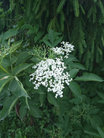 A close-up, eye-level shot captures a cluster of delicate white elderflower blossoms against a backdrop of deep green foliage and the textured branches of a fir tree. The flowers are clustered in a flat-topped cyme, with individual tiny white flowers forming a frothy display. Some of the blossoms appear to be just opening, while others are in full bloom. The leaves of the elder plant are serrated and a vibrant green, with some showing signs of wear, such as small holes. The fir tree branches, visible in the upper portion of the image, are dense and provide a dark, contrasting texture. The lower half of the image reveals more of the elder plant's foliage and suggests a natural, outdoor setting, potentially in a park or garden area. There are no people or animals visible in the scene. The lighting appears to be natural daylight, with soft shadows and a slightly overcast feel. The image does not contain any specific elements that would identify its location within the city of Vasilkovo, Russia.