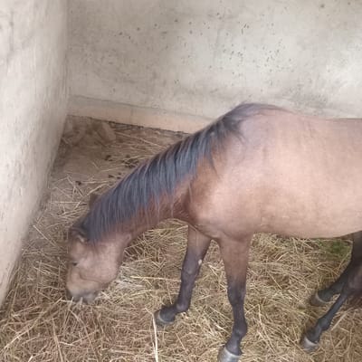 A horse lies on straw bedding within a partially enclosed space. The location is identified as Cujisal, Venezuela. The horse is positioned with its body parallel to a concrete wall. The horse's coat is light brown, while its tail and lower legs are dark brown or black. The horse appears to be eating hay on the ground.