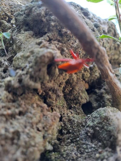 A close-up, low-angle, shallow-depth-of-field shot captures a small, bright orange creature, possibly an insect or a spider, on a rough, textured, greenish-gray rock surface. The creature has multiple legs and is positioned towards the left side of the frame, with its body blurred due to motion. A thin, brown, twig-like object runs diagonally across the upper right portion of the image, obscuring part of the background. In the upper right corner, a hint of bright light suggests an outdoor environment, with a sliver of green foliage visible. The foreground is dominated by the detailed texture of the rock, which appears damp or mossy in places, with small pebbles and debris scattered across its surface. The overall impression is of a natural, slightly overgrown environment, possibly within a garden or a less-manicured area of the city of Geulanggang Baro, Indonesia.