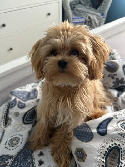 A light brown, fluffy dog with dark eyes and a black nose sits on a bed with patterned bedding. The bedding features a paisley design in shades of blue and white. In the background, a white dresser with black knobs is visible, suggesting the room is a bedroom. The dog is positioned in the center of the frame, looking directly at the camera. The overall lighting is soft, indicating an indoor setting. There is no specific information to determine the location in Kutukovo, Russia.