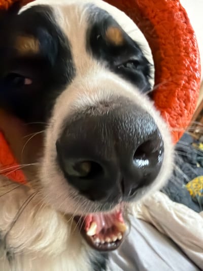 A close-up, low-angle shot captures the face of a dog, with its nose prominently featured in the foreground. The dog has black and white fur with some tan markings on its face. Its mouth is open, revealing teeth and a pink tongue. The dog appears to be wearing an orange, textured collar or toy around its head. The background is blurred, showing a textured surface and some hints of other objects, possibly bedding or clothing. The image quality is grainy, suggesting it was taken with a mobile phone camera or in low light conditions. The location within the city of Чёрная, Russia cannot be determined from the image.