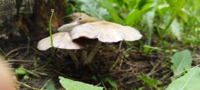 A close-up, eye-level shot features a cluster of light brown mushrooms growing on a forest floor, surrounded by lush green foliage and dry leaves. A single blade of grass with a dewdrop is prominently in focus to the left of the mushrooms. The background is a blur of green leaves and the rough texture of a tree trunk. The lighting suggests an overcast day or a shaded area. The scene is located in the vicinity of Азгінавіцкі сельскі Савет, Belarus.