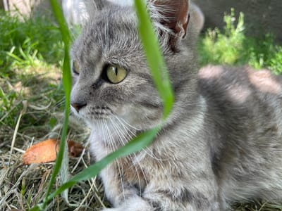 A gray tabby cat with yellow-green eyes is lying in dry grass and green foliage. The cat is in the foreground, and its head is turned to the left, looking out of frame. Green blades of grass are in focus in the foreground, partially obscuring the cat. In the background, there is a blurred out patch of green grass. The lighting suggests an outdoor, daytime setting, possibly in a park or yard. The scene is located in Lipcani, Moldova.