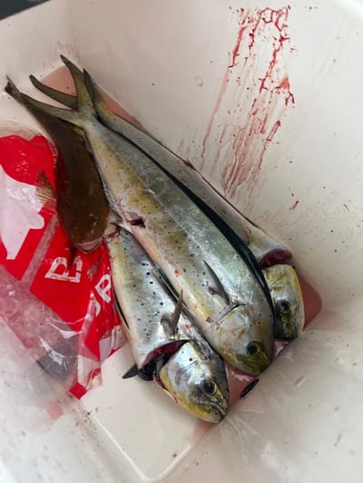 Three freshly caught mahi-mahi fish lie in a white bucket. The fish are silver with yellow heads and black stripes, and some have visible wounds. Blood splatters against the bucket's interior, and a small brown fish rests near the mahi-mahi tails on a red and white plastic bag, likely filled with ice. The scene suggests a successful fishing trip.