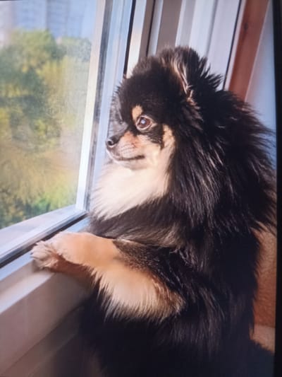 A medium shot captures a fluffy, black and tan Pomeranian dog looking out a window. The dog is positioned in the foreground, with its front paws resting on the white window frame. Its head is turned to the left, and its dark eyes are focused on something outside. The dog's fur is thick and voluminous, with prominent tan markings around its face and chest. The background shows a blurry view of green trees and buildings through the window, suggesting an outdoor or urban setting. The lighting appears to be natural daylight, possibly late afternoon given the warm glow filtering through the window. The dog's expression seems contemplative or curious, as if it is watching the world go by. The scene is peaceful and domestic, conveying a sense of quiet observation. There is no visible text in the image.