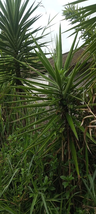 This vertical photograph captures a dense, overgrown outdoor scene in Mayawso, Sierra Leone, dominated by lush green foliage. Two large, spiky plants, likely Yucca or Dracaena, with long, pointed, dark green leaves, are prominent in the foreground and midground. The plant on the right is closer and extends from the bottom to the top of the frame, while another similar plant is visible on the left side in the midground.
The lower half of the image is filled with various types of green grasses and smaller leafy plants, creating a rich, untamed undergrowth. In the background, partially obscured by the dense vegetation, is a rustic building with white walls and a dark, textured roof, possibly thatched or tiled. A white rectangular opening, likely a window, is visible on the building's facade.
The lighting suggests a daytime setting, possibly overcast or late afternoon, as the light is soft and diffused with no harsh shadows. The visible sky at the top of the image is bright white, indicating cloudy conditions. There is no discernible activity taking place, and no people or visible text are present. The scene evokes a sense of natural abundance and the quiet coexistence of human structures with dense tropical plant life.