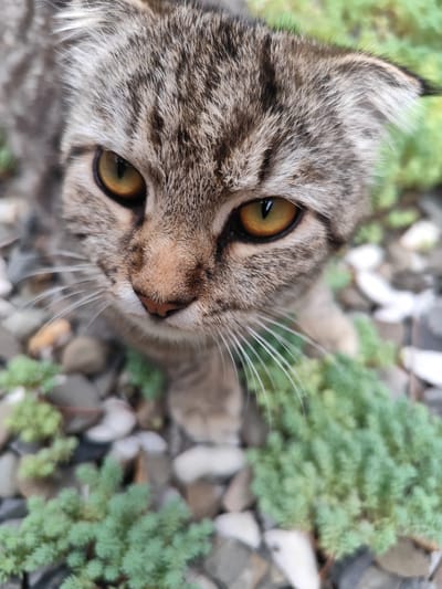 A close-up, eye-level shot shows the face of a young tabby cat. The cat's fur is predominantly gray with black stripes. Its eyes are a striking amber color, and they are focused directly on the camera. The cat's nose is pinkish-brown, and its whiskers are long and white. The background is blurred, but appears to be an outdoor setting with small green plants and pebbles. There is no indication of human presence or any specific location information. The image is a portrait of the cat, with the environment serving as a soft backdrop.