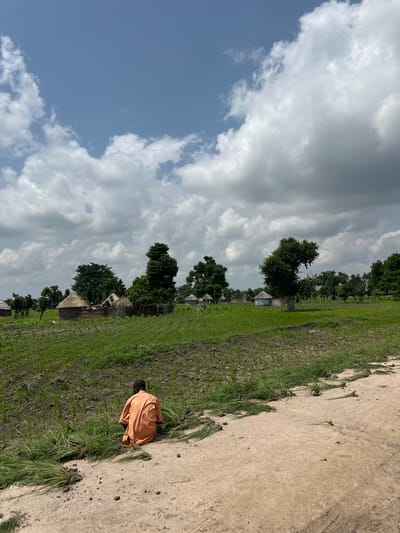 In Garin Dogo, Nigeria, a solitary individual wearing an orange garment kneels in a field, tending to the lush green crops. The field, characterized by its rich soil, stretches towards a cluster of traditional thatched-roof huts nestled among vibrant green trees. The sky above is a canvas of dramatic clouds, partially obscuring the sun. A dirt path runs alongside the field, leading the viewer's eye towards the rustic village.