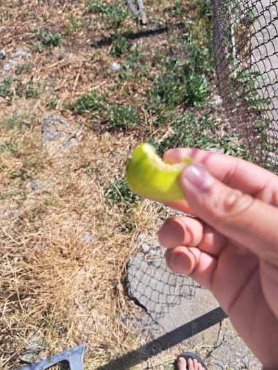 The image displays a close-up of a person's hand holding a partially eaten green fruit. The background is out of focus, showing dry grass, some green foliage, and a chain-link fence. A concrete surface and a shadow are also visible. A flip-flop is visible on a foot in the lower right corner of the image. The overall scene appears to be outdoors, in a somewhat unkempt environment. There is no specific information about the location in the city of Ignatievo, Bulgaria.
