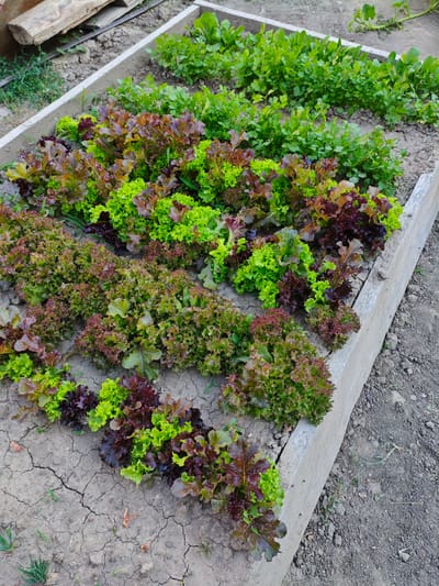 A raised garden bed filled with several rows of leafy greens is shown in Belbulak, Kazakhstan. The garden bed is constructed from concrete blocks and is filled with dark soil. The foreground shows rows of red and green leaf lettuce, with some plants exhibiting a mix of both colors. Behind the lettuce, rows of cilantro and arugula are visible, with the arugula appearing to be slightly taller and having more feathery leaves. The ground around the garden bed is dry and cracked, indicating arid conditions. There are some scattered dry leaves and small weeds growing in the soil. In the upper left corner of the image, a piece of weathered wood is visible, possibly part of a fence or a discarded construction material. The overall scene depicts a cultivated garden in an outdoor setting.