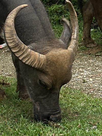 A dark gray-brown water buffalo is depicted with its head lowered, actively grazing on green grass in the city of Pung Luong, Vietnam. Its muzzle is obscured by the grass in the foreground. Large, curved horns with distinct horizontal ridges extend from the sides of its head, transitioning from a darker brown at the base to a lighter, more weathered brown towards their tips. The animal's hide appears coarse. Behind the buffalo's head and body, a narrow dirt path with scattered light-colored gravel is visible. In the upper right background, the lower legs and hooves of a second, similarly colored large animal are partially visible amidst green foliage. The scene is illuminated by natural daylight.