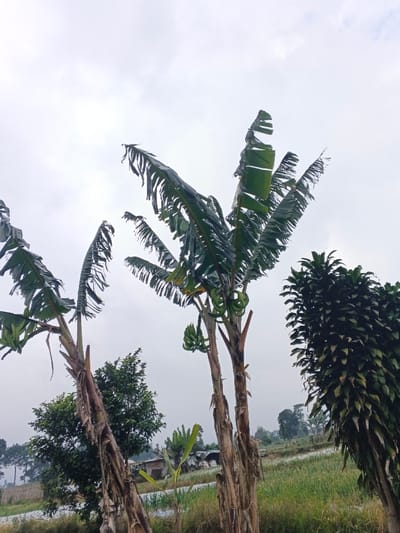 A cloudy sky looms over a rural landscape. Three banana trees stand prominently in the foreground, bearing unripe bananas. One tree on the right is lush and green while two trees on the left are brown and dry. A dense green bush is on the right. A small house and cultivated fields are visible in the background, fading into the distance with sparse trees. The scene suggests a humid or rainy climate.