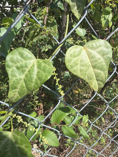 The image shows a close-up view of a chain-link fence overgrown with a vine. Two large, heart-shaped green leaves dominate the foreground, with one leaf on the left and another slightly smaller one on the right. Both leaves have prominent veins. Small clusters of yellow flowers are visible on thin stems interspersed among the leaves and on the fence. The background is filled with more green foliage and the shadow of the fence. The scene appears to be outdoors, with natural light casting shadows. There are no people or animals visible in the image. The location is not specified in the image or its metadata.