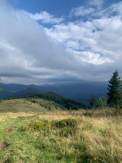 The image depicts a panoramic view of a mountain landscape in Vorokhta, Ukraine. The foreground features a gently sloping hillside covered primarily in tall, dry, golden-brown grasses interspersed with patches of green, with a faint dirt path visible on the lower left. To the right, several coniferous trees, including a prominent, tall evergreen on the far right, stand on the slope. The midground presents rolling mountains, densely covered with dark green coniferous forests, with one peak in the center-left showing a mixture of grass and younger trees. In the background, successive layers of mountains recede into a bluish haze, indicating distance. The sky above is partially covered with large, white and gray cumulus clouds, with clear blue sky visible in the upper sections. No individuals, animals, or man-made structures are visible. The scene suggests a clear day with some cloud cover, possibly after recent rainfall, providing visibility over a vast natural expanse.