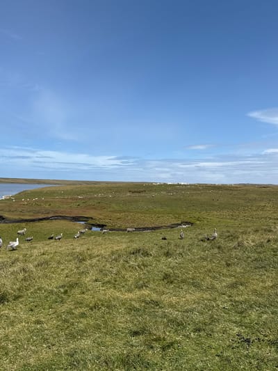 The image presents a daylight wide shot of a coastal grassland landscape at Bluff Cove, Falkland Islands (Islas Malvinas). The upper two-thirds of the frame consists of a clear, bright blue sky with sparse, wispy white clouds. The lower third features undulating green grassland.
In the mid-ground, a dark, winding watercourse or small pond is visible. Approximately two dozen geese are distributed across the grassy terrain; some in the immediate foreground, others closer to the watercourse and further back. These geese display a variety of plumage, including individuals with predominantly white feathers and others with mottled grey-brown coloration. Several light-colored sheep are also present, grazing or standing on the more distant green plains.
To the left side of the frame, a blue-grey body of water, consistent with an inlet or bay, extends towards the horizon. On the far right horizon, a cluster of small white structures or natural formations is discernible against the distant landmass. No human subjects are present in the scene. The overall environment suggests a natural, pastoral setting.