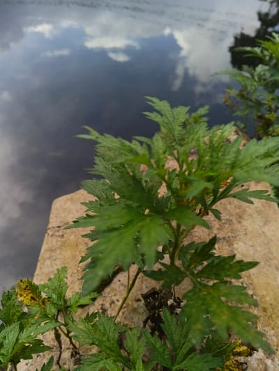 The image displays a green-leafed plant with deeply lobed, serrated foliage growing from a light beige, rough-textured concrete or stone structure. Some lower leaves exhibit yellowing and brown spotting. In the upper left background, a dark body of water reflects a cloudy sky, showing distinct white cloud formations against a dark blue-grey expanse. The scene is located in Stueng Saen, Cambodia, adjacent to a large water body. No individuals or other identifiable objects are present.