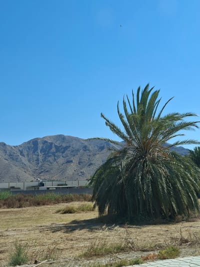 The image depicts an outdoor scene under a clear blue sky. In the foreground, a large palm tree with lush green fronds dominates the right side of the frame. The ground around the palm tree is dry and covered in sparse, yellowed vegetation and some scattered twigs. Behind the palm tree, a long, low white wall can be seen, with some greenery and what appears to be part of a building or structure behind it. Further in the background, rugged, barren mountains rise against the horizon, their slopes covered in rocky terrain. The overall impression is one of a dry, arid landscape with a prominent palm tree. The image does not contain any people or animals.