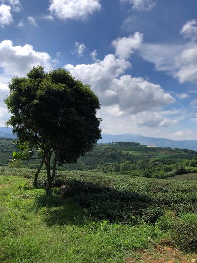 This is a vertical, eye-level, medium shot of a lush green landscape under a bright blue sky with fluffy white clouds, taken in Thôn 8, Vietnam. The foreground features a patch of tall green grass leading to a small tree with multiple trunks, casting a shadow on the ground. The tree is situated on a slight incline. Beyond the tree, vast fields of meticulously manicured green tea bushes stretch across rolling hills, creating a textured, carpet-like appearance. In the distance, layers of mountains fade into a hazy blue, with a line of dark green trees forming a distinct ridge on one of the slopes. The sky is predominantly blue with scattered white cumulus clouds, some of which are large and billowy, while others are wispy. The overall impression is one of natural beauty and agricultural cultivation.